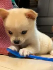 SHO