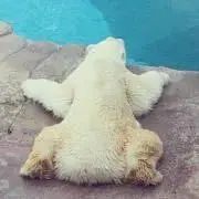 ちょん