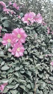 めめめ 値下げ〇の画像