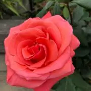 可愛い