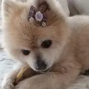 ふくまるの画像