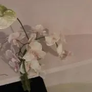 moeの画像
