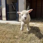 メゥカリ