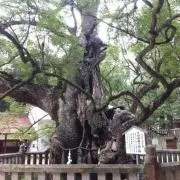 H桃成