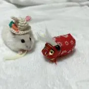 ☆ミミミの画像