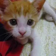 osaの画像