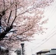 ぱらみの画像