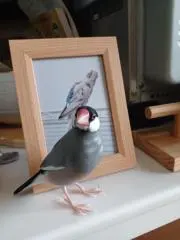 けぼ