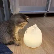 Sさんの画像