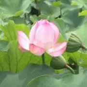 あかりん