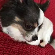 Ryokoの画像