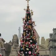 ちわわの画像