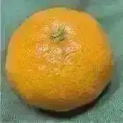 黄色いみかんの画像