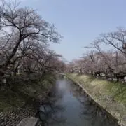 シェイクシャイドゥルの画像