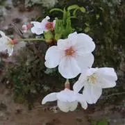 chiの画像