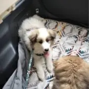 ハムシティ