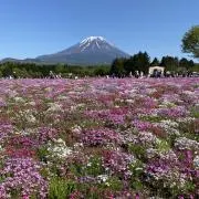カリの画像
