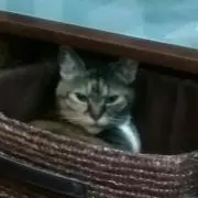 まままさ。の画像