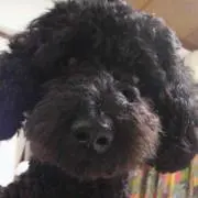 maiの画像