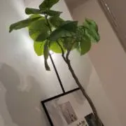 カンマル【値下げ交渉OK】の画像