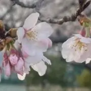さくら⭐︎