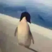 hinaの画像