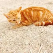 né.néの画像