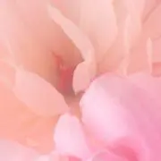 Rimaの画像