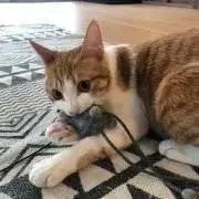 Padmaの画像