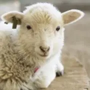ゆの画像