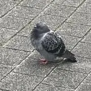 ハトさんの画像