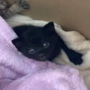 保護猫のフェリの画像