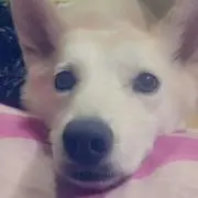 もも