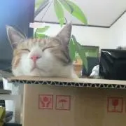 こまこ