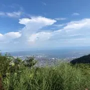 いかたこの画像