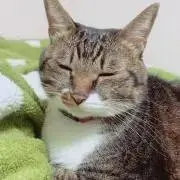 じょう