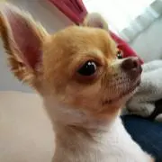 アロ