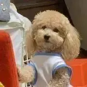 くまレオちゃん