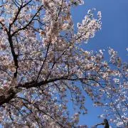 こけしの画像