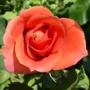 rose rose
