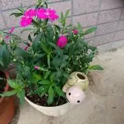 あやゆめママの画像