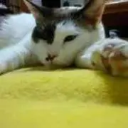 ダニーの画像