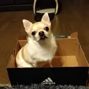Chipuuuの画像