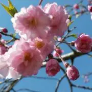 Suzucho