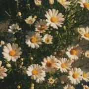 bbの画像