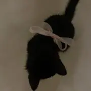 Rの画像