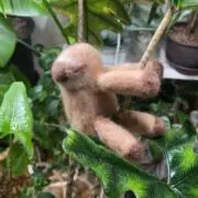 さいちゃんの画像