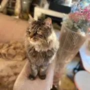 あんとしあんの画像