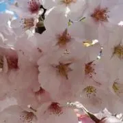 みほの画像