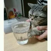 Katu katu